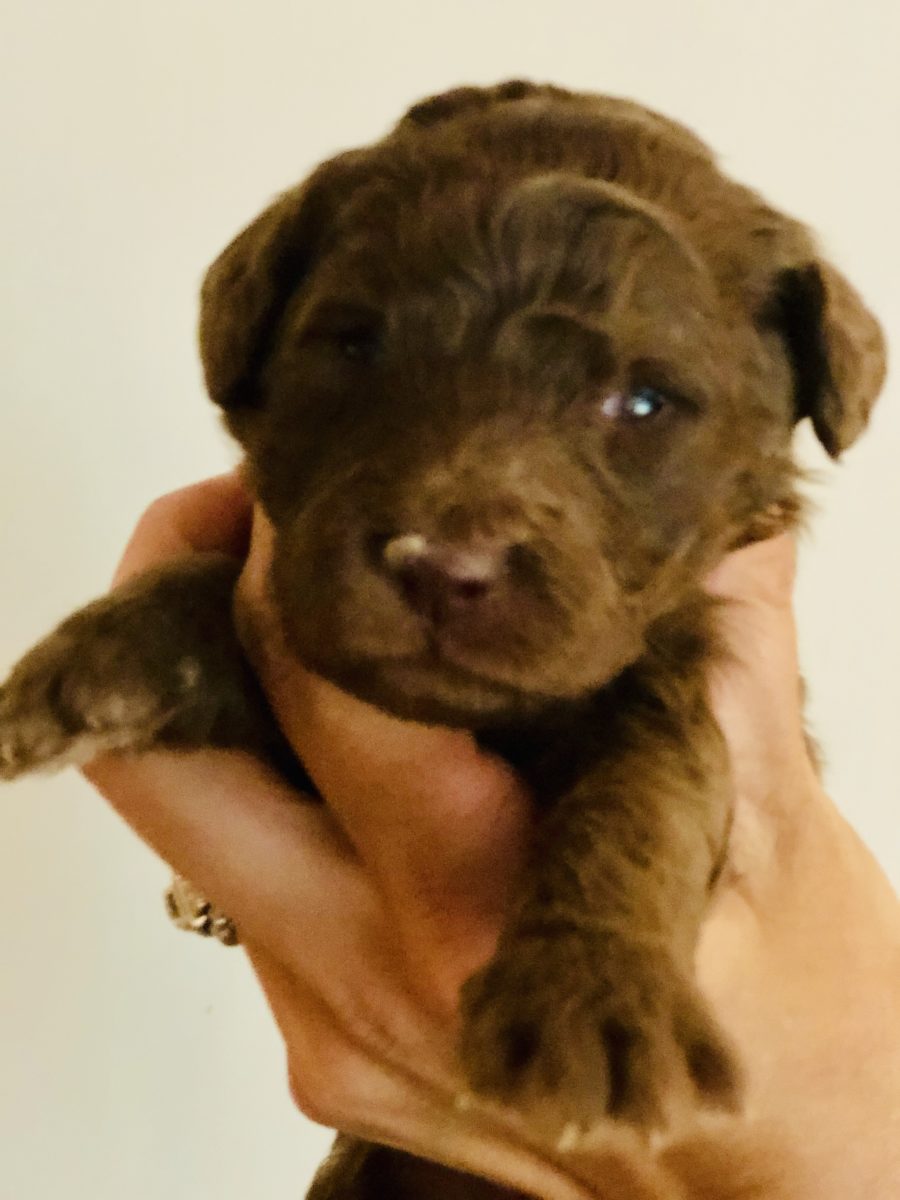 Delivery & Shipping Doodle Puppies for Sale Downeast