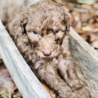 Adorable chocolate labradoodle in wooden cradle