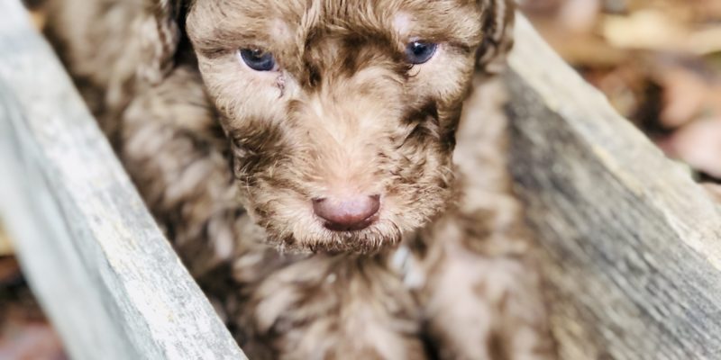 Adorable chocolate labradoodle in wooden cradle