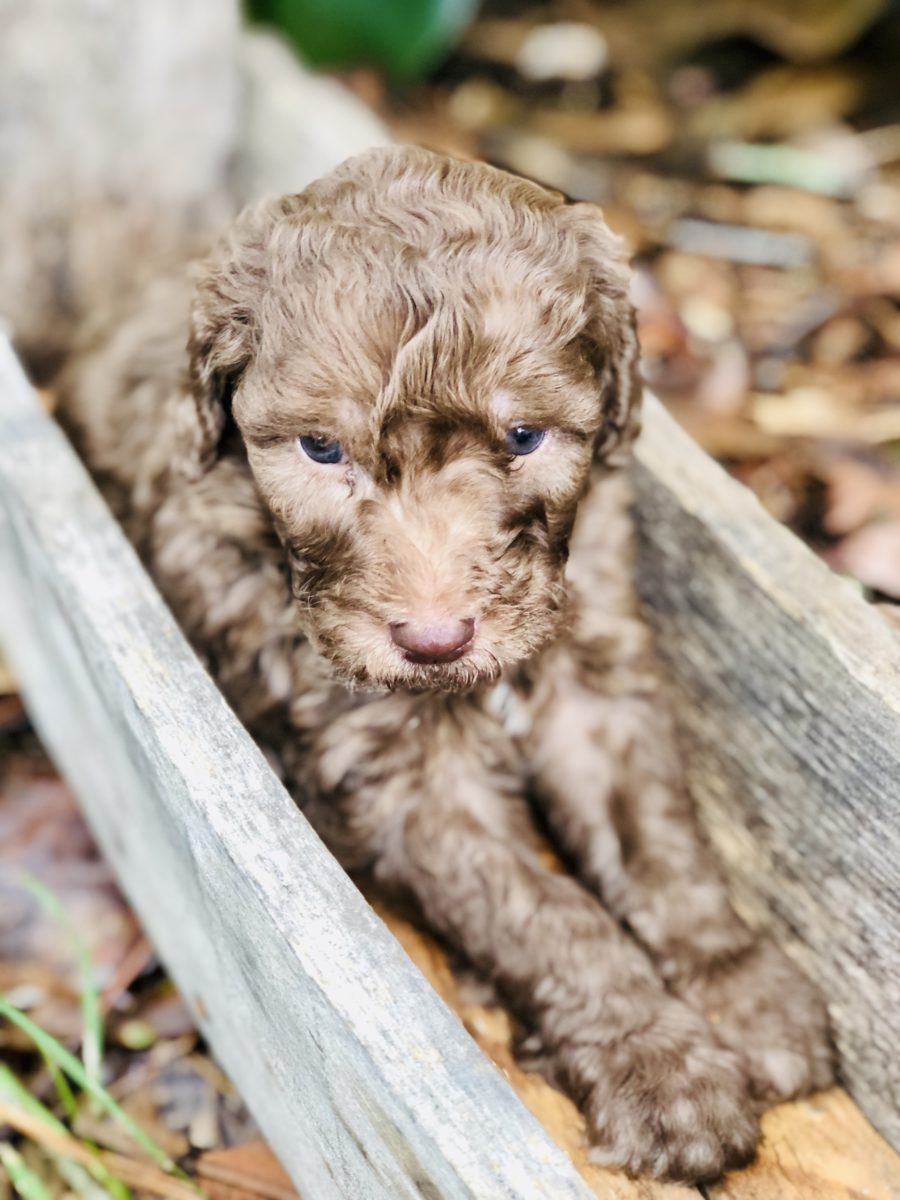 Adorable chocolate labradoodle in wooden cradle