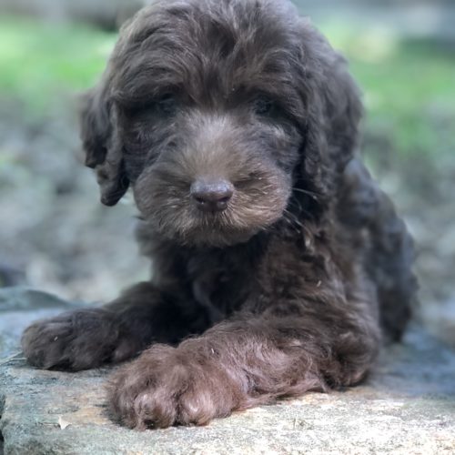 Simon
