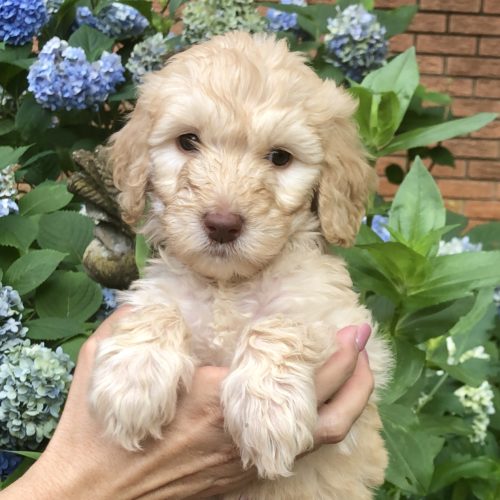 Harper