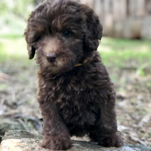 Gracie
