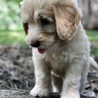 Golden Labradoodle puppy on rock