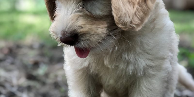 Golden Labradoodle puppy on rock