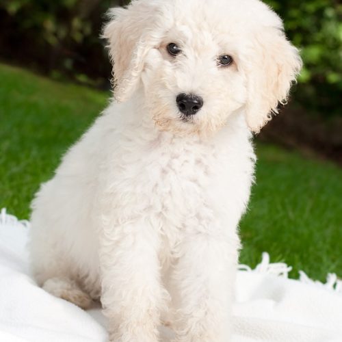 Australian Labradoodle Litter
