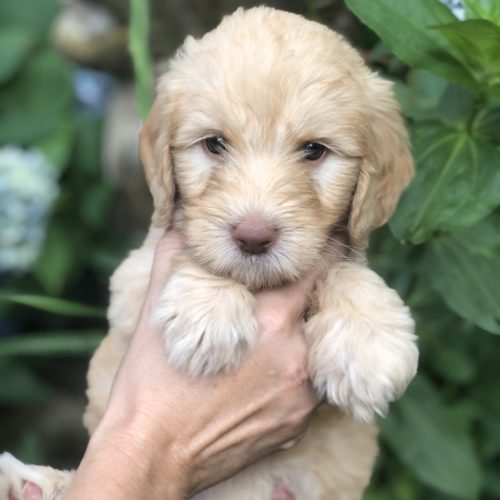 Australian Goldendoodle Litter