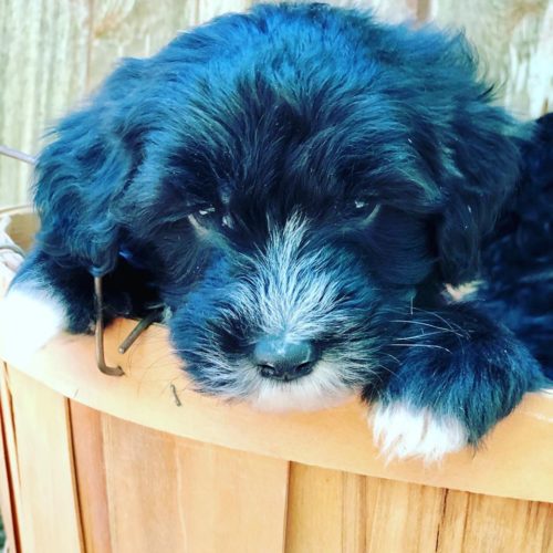 Sheepadoodle Litter