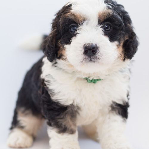 Mini Bernedoodle Litter