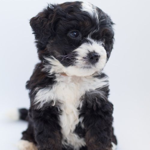 Sheepadoodle Litter