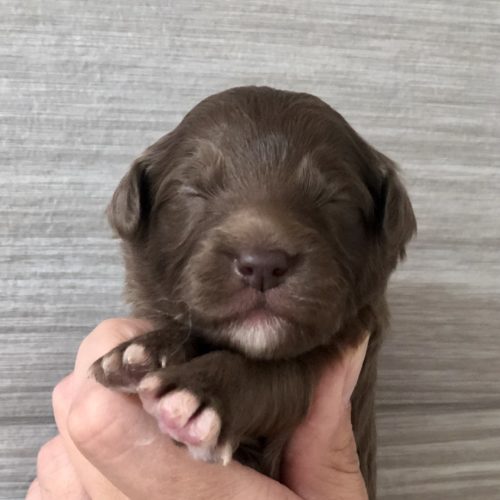 Snoop