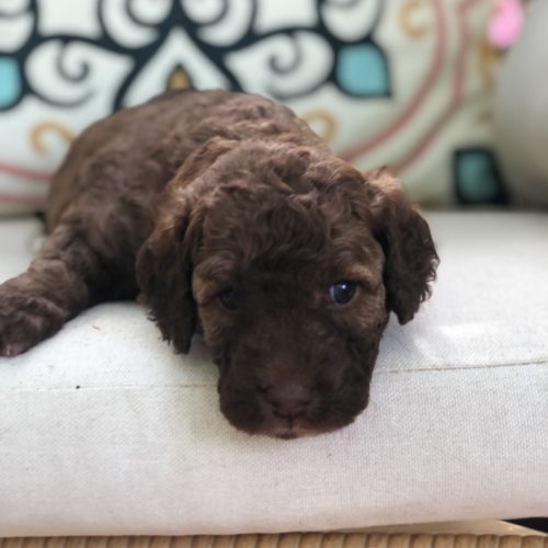 Cooper