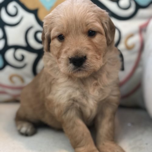 Simone