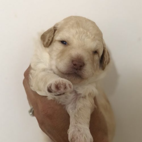 Murphy