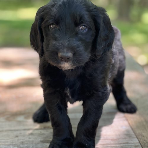 Beau