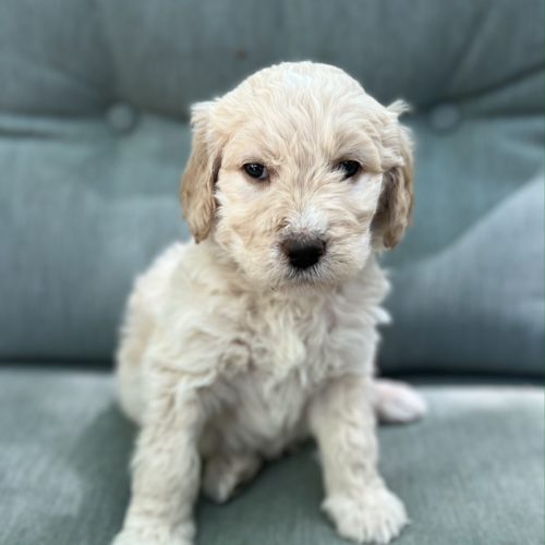 Franklin