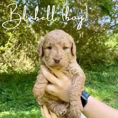 Bluebell