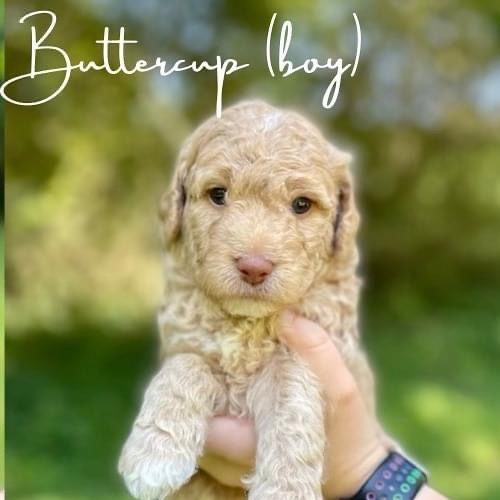 Buttercup