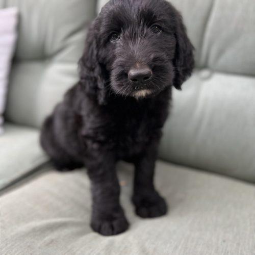 Knox