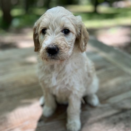 Sophie