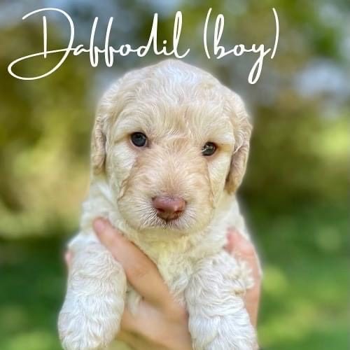 Daffodil