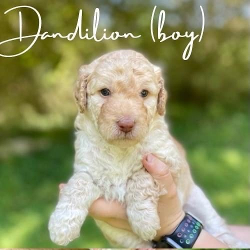 Dandelion
