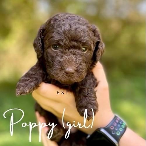 Poppy