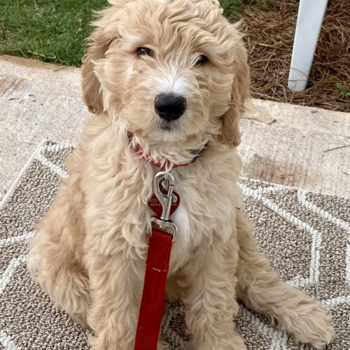 Hank