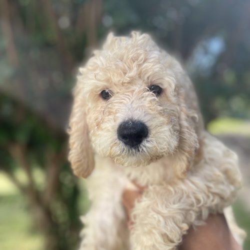 Zippy