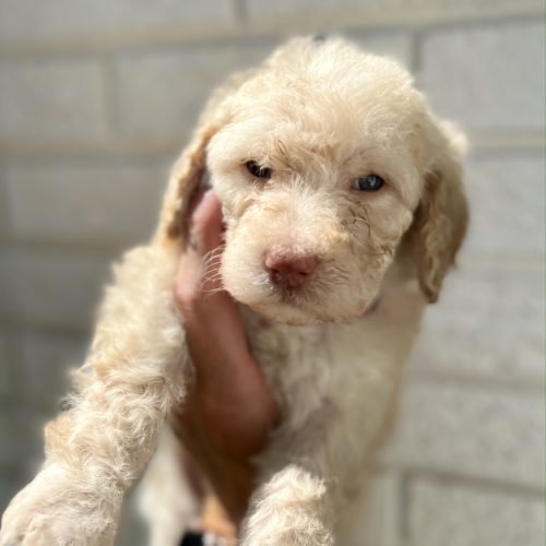 Bentley
