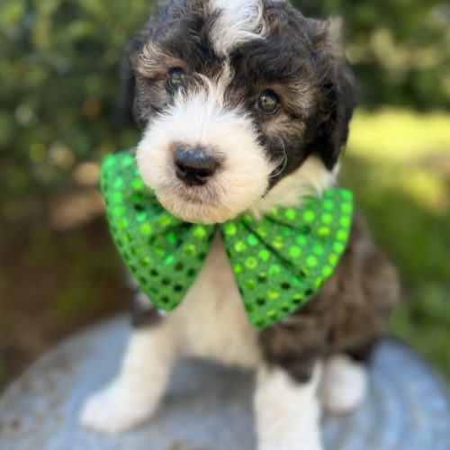 Shamrock
