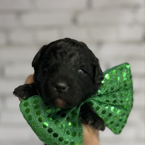 Finn