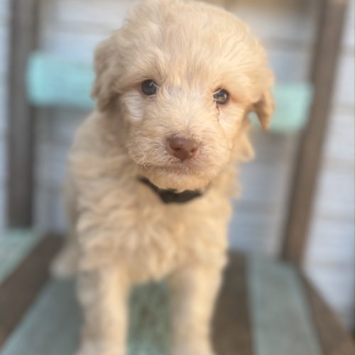 Rupert