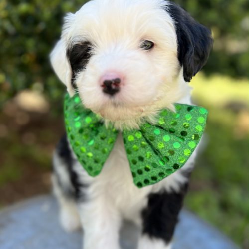 Guinness