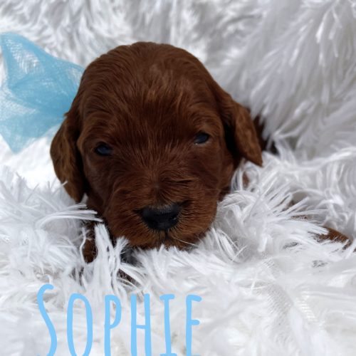 Sophie