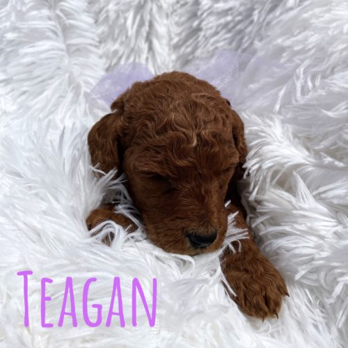 Teagan
