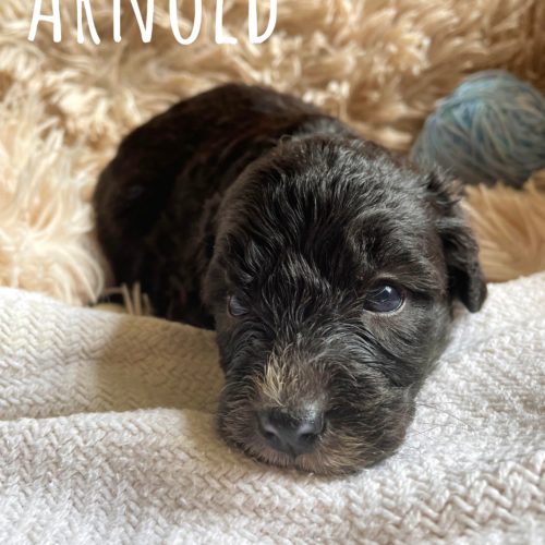 Arnold