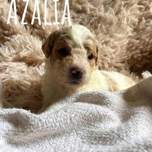 Azalia