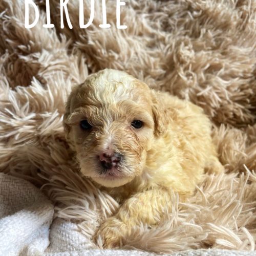 Birdie