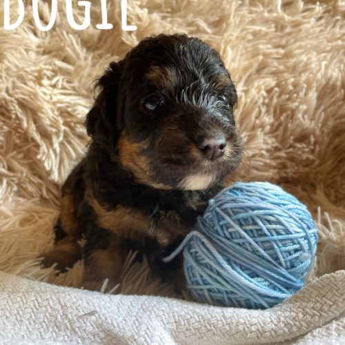 Bogie