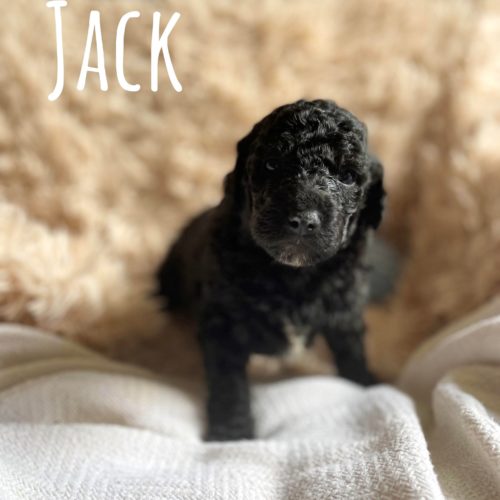 Jack
