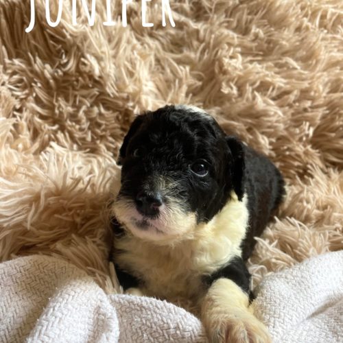 Juniper