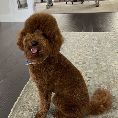 Otis